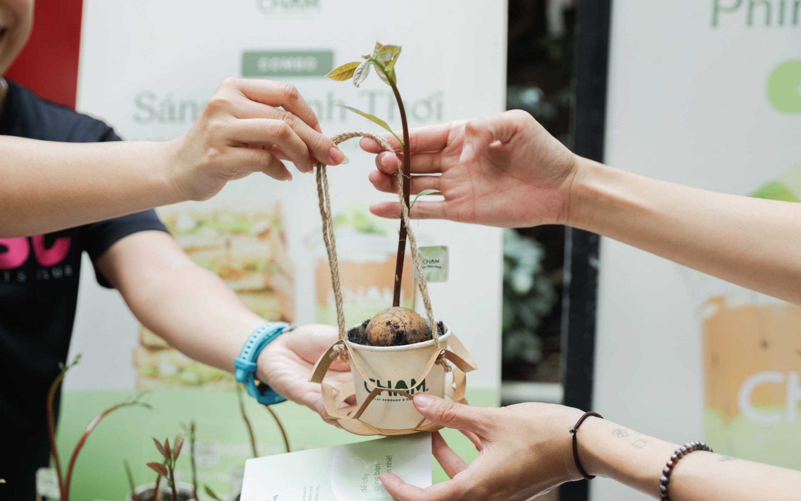 cung cham gieo mam xanh xtc scaled